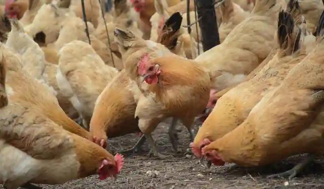Irvines kills 140 000 birds after outbreak of avian influenza