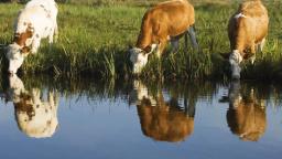 January Disease Kills 12 000 Cattle In Mat' South