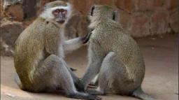 Kenyan Airways To Discontinue Transportation Of Monkeys From Africa To U.S. Labs