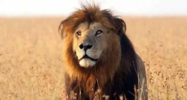 Killer lion shot dead in Hurungwe West