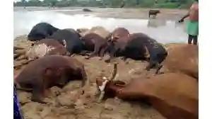 Lightning Bolt Kills 18 Cattle In Gokwe