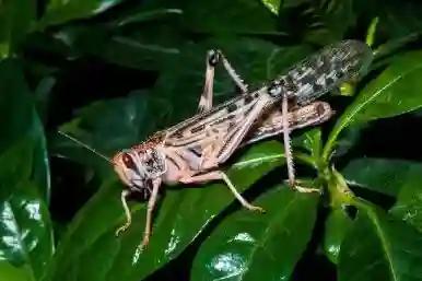 Locust Massively Destroy Crops In Chiredzi And Mwenezi