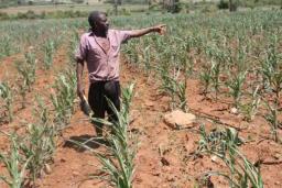 Maize Crop On Verge Of Permanent Wilting Stage