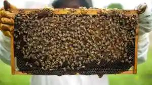Makoni Apiculture Projects Get US$25 000 Boost