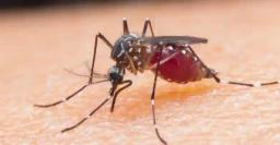 Malaria Kills 98 People In Manicaland In 2020