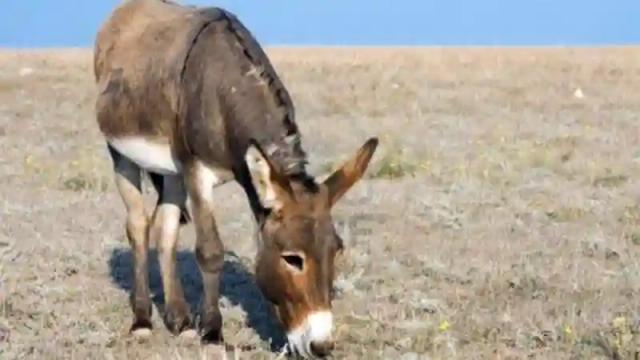 Man Arrested For Abandoning Sick Donkey