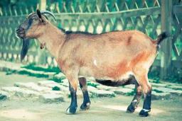 Man Assaulted To Death Over Goat Theft Allegations, Goat Found