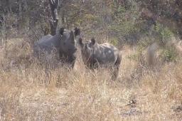 Man Jailed Nine Years For Killing Black Rhino Valued At US$120 000