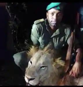 Marauding Lion Shot Dead In Triangle After Week Of Terror