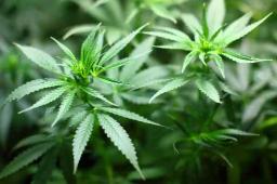 Marondera To Have Cannabis Farm