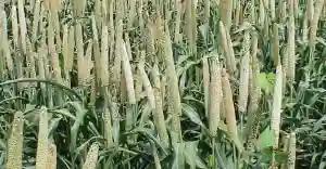 Matabeleland Farmers Advised To Prioritise Traditional Grains