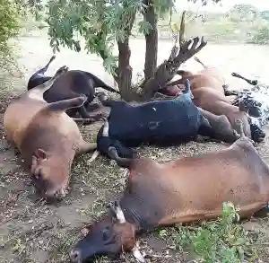"Maybe It's COVID-19" Villagers Fearful As Cattle Die