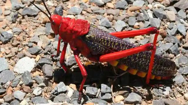Migratory Locusts Spotted In Gonarezhou National Park, Spark Locust Attack Fears