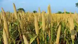 "Millet Is The New Maize In Zimbabwe" As Food Insecurity Piles Pressure