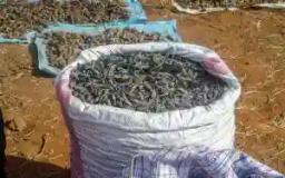 Mopane Worms Harvesting: "Outsiders" Accused Of Destroying The Environment