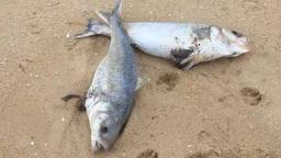 Mutare Residents Warned Against Eating Fish From Fernvalley Dam