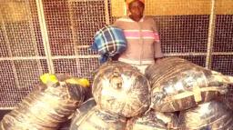 Mutare Woman Found In Possession Of 228kg Of Dagga