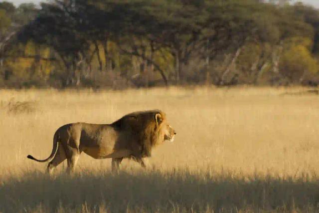 One Of Two Problem Lions In Hwange Put Down By Zimparks