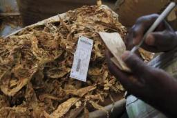 Opening Tobacco Bale Sold At US$4.30/kg