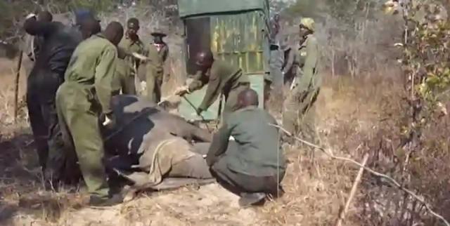 Over 55 Elephants Starve To Death At Hwange National Park