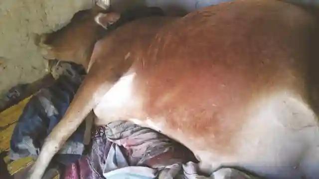 Ox Goes Berserk Invades Owner's House and Dies In His Bed