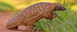 Pangolin did not belong to me, owner is in Mozambique: Zanu-PF MP tells court
