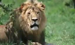 Panic As Lion Heard Roaring Close To Kwekwe Suburbs