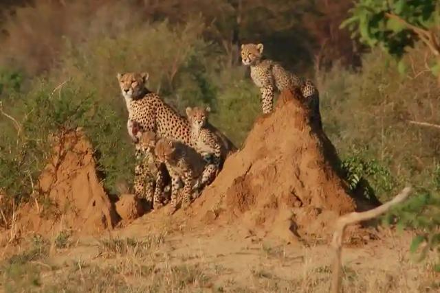 Panicky Villagers Mistake Cheetahs For Lions, Lock Up Children