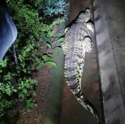 PICTURE: Crocodile Crawls Into A Chiredzi Hospital Ward