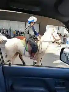 PICTURES: Police Patrol Bulawayo CBD On Horseback This Monday Morning