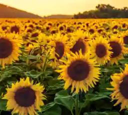"Plant Sunflower Between November And December To Optimise Yields"