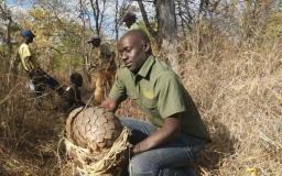 Poachers Caught With Humongous Live Pangolin
