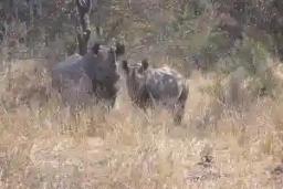 Poachers Kill, De-horn Black Rhino