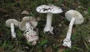 Poisonous Mushrooms: What You Can Do As First Aid