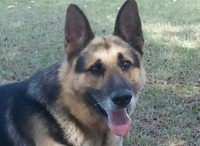 Police Dog Mauls Man’s Private Parts