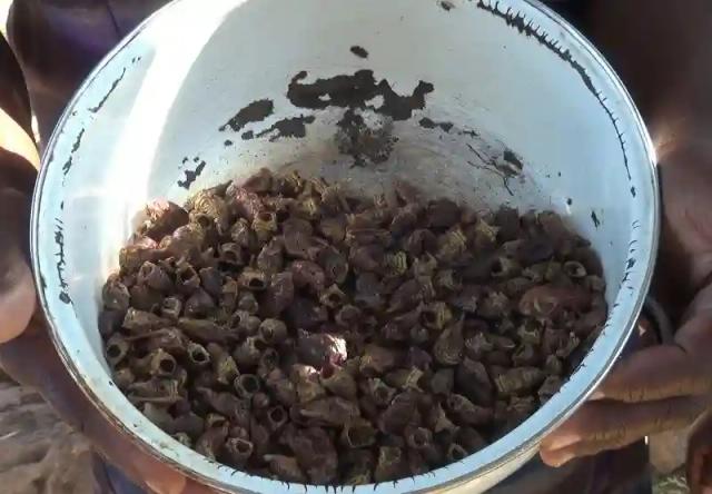 Poverty Forces Harare West Residents To Eat 'Strange' Worms