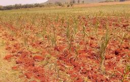 President Mnangagwa Declares El Niño-Induced Drought A State Of Disaster