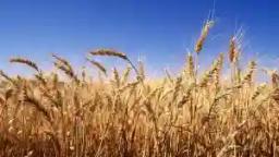 Rains Threaten Winter Wheat Quality