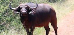 Renowned Beitbridge Conservationist Killed By Wounded Buffalo