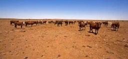 Severe Drought Depletes Matebeleland Grazing Lands