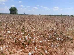 Side Marketing Of Cotton Should Attract Jail Terms - Minister Masuka