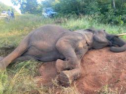 Six Elephants Found Dead In Gwayi/Shangani Wildlife Conservancy