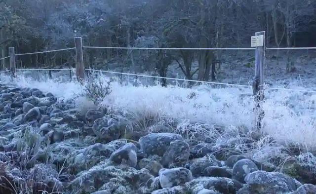 Some Irrigation Farmers Count Losses As Frost Destroy Crops