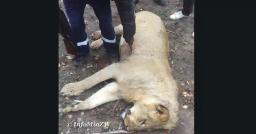 Stray Lion Shot Dead, The Other One Disappears In Mwenezi Mountains