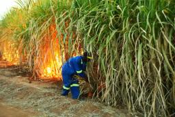 Sugar Industry Workers Demand 100% Pay Rise