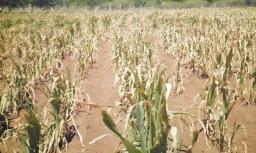 Summer Crop Situation Dire; No Rains Forecasted Until End Of February