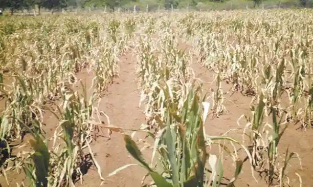 Summer Crop Situation Dire; No Rains Forecasted Until End Of February