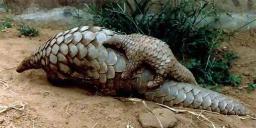 Teacher, Nurse Caught In Possession Of Two Pangolins