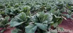TIMB Bans Voedsel From Contracting Tobacco Farmers | Report
