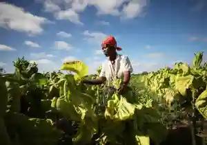 TIMB Has Suspended A Tobacco Contractor For Defrauding Farmers